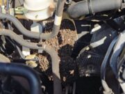 ทึ่ง! “ฝูงผึ้ง” นับหมื่นอพยพทำรังในเครื่องยนต์รถกระบะ เชื่อมาให้โชครับปีใหม่ (มีคลิป)