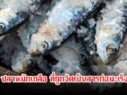 เตือน!! ปลาที่ถูกจัดเป็นสารก่อมะเร็งระดับ1 หลายคนชอบมาก