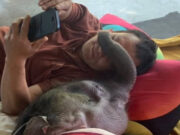 อัพเดท! “ข้าวต้ม” ลูกช้างป่าอาการดีขึ้นต่อเนื่อง ร่าเริงมีแรง