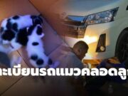 แม่แมวคลอดลูกใต้ท้องรถ “หลวงปู่จื่อ” พระเกจิ ส่องเลขทะเบียน