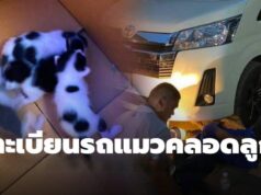 แม่แมวคลอดลูกใต้ท้องรถ “หลวงปู่จื่อ” พระเกจิ ส่องเลขทะเบียน