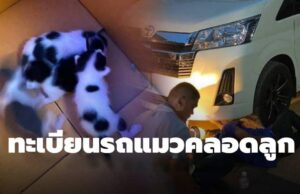 แม่แมวคลอดลูกใต้ท้องรถ “หลวงปู่จื่อ” พระเกจิ ส่องเลขทะเบียน