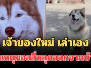 เฉลยแล้ว! เจ้าของใหม่ เล่าเอง สาเหตุน้องมอลลี่หลุดออกจากบ้าน