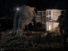 สุดเศร้า! สีดอ หูพับ ล้มดับระหว่างเคลื่อนย้าย