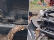 เลขทะเบียน “งูจงอาง” แผ่แม่เบี้ย ขู่หราหน้ารถ 4 ชม. กว่าจะจับได้