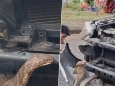 เลขทะเบียน “งูจงอาง” แผ่แม่เบี้ย ขู่หราหน้ารถ 4 ชม. กว่าจะจับได้