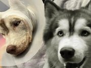 เจ้าของโพสต์เศร้า น้องมอลลี่ จากไปอย่างสงบ หลังปาฏิหาริย์ไม่มีจริง