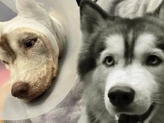 เจ้าของโพสต์เศร้า น้องมอลลี่ จากไปอย่างสงบ หลังปาฏิหาริย์ไม่มีจริง