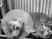 กลับสวรรค์แล้ว! น้องหมามอลลี่ หลังในหลวงรับไว้ในพระราชานุเคราะห์