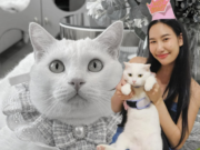 ใจสลาย “ไข่ขาวลูกแมร๊” เจ้าเหมียวอินฟลูฯดัง กลับดาวแมวแล้ว