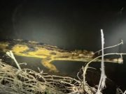 ฮือฮา มันยังไม่สูญพันธุ์ พบ “ตะโขง” ธรรมชาติครั้งแรกในไทย ภาพชัด