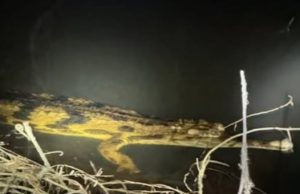 ฮือฮา มันยังไม่สูญพันธุ์ พบ “ตะโขง” ธรรมชาติครั้งแรกในไทย ภาพชัด